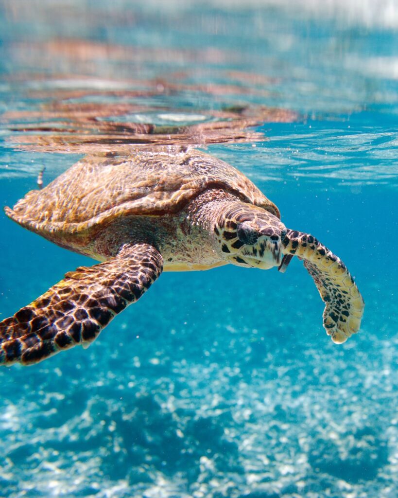 seychelles 7