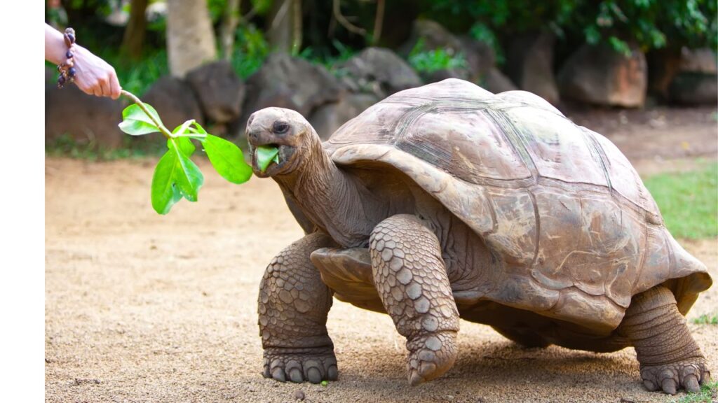 seychelles-3