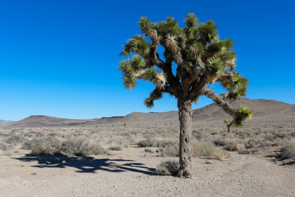 JOSHUA TREE NATIONAL PARK